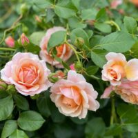 роза Elizabeth Stuart