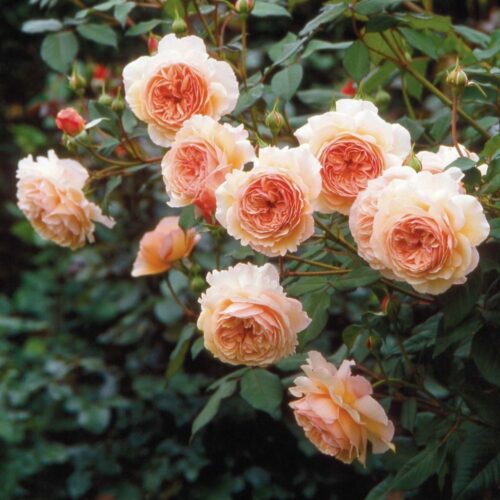 A Shropshire Lad rose