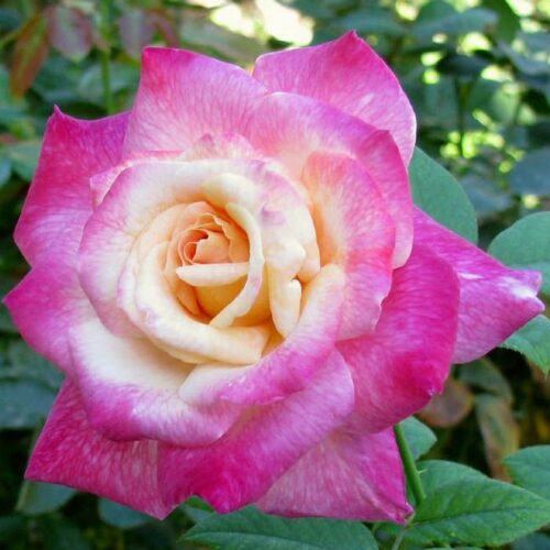 роза Abracadabra (Warriner)