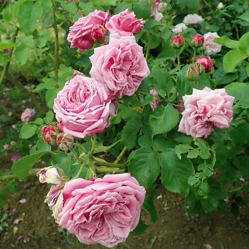роза Адриен де Кардовий