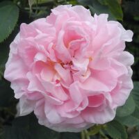 Роза Maiden's Blush - девичий румянец