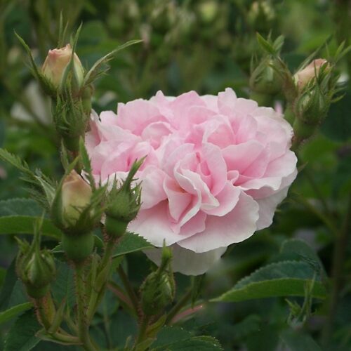 Роза Maiden's Blush - девичий румянец
