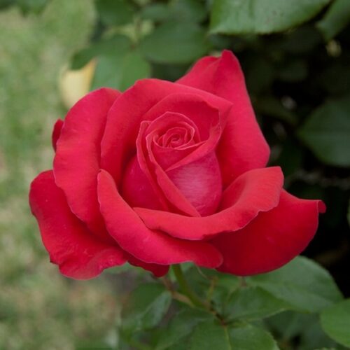 Alec's red rose