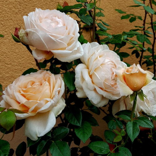 роза Ambridge rose