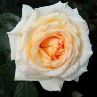роза Anastasia