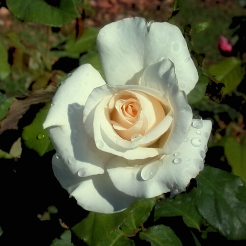 rose Anastasia-Greff