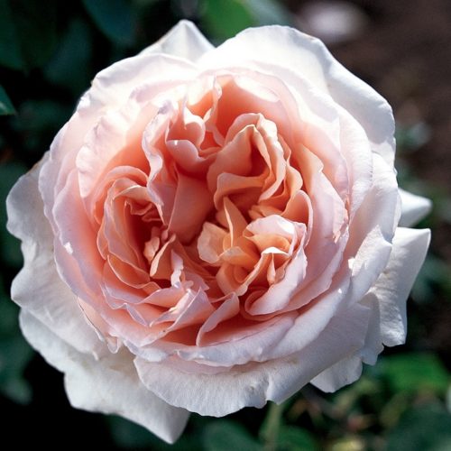 роза André le Nôtre