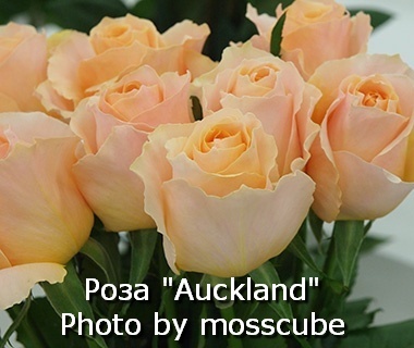 Auckland rose