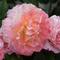 rose Augusta Luise