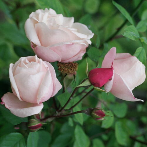 роза Ayshire Splendens