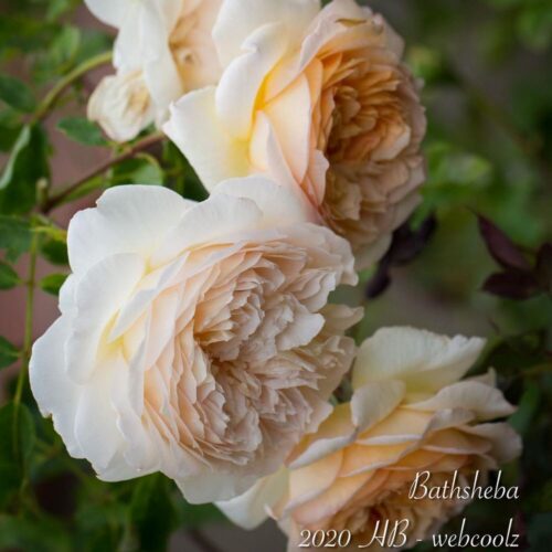 роза Batsheba