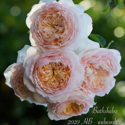 роза Batsheba