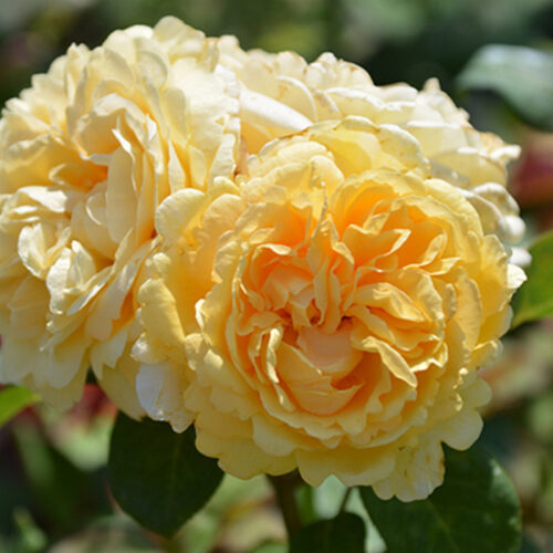 роза Bella di Todi rose