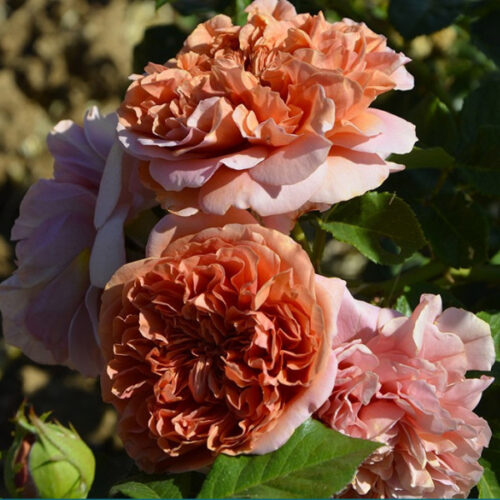 роза Belle d'Anjou