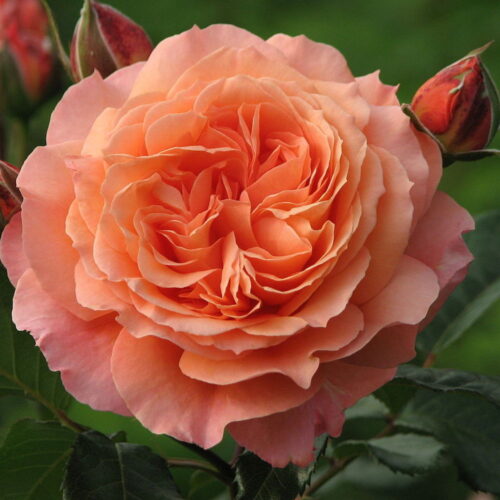 роза Belvedere