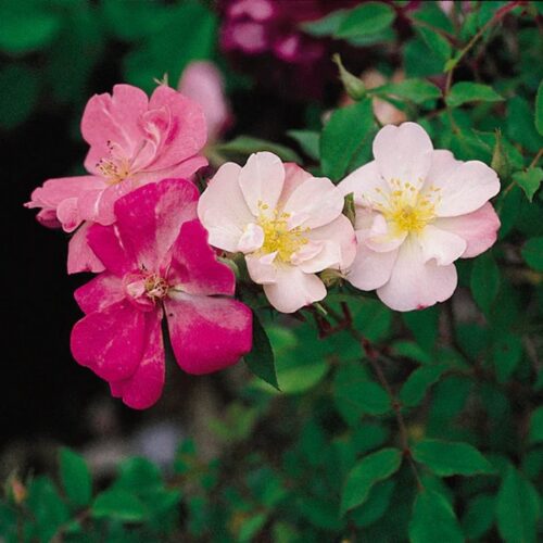 роза Bermuda Kathleen rose