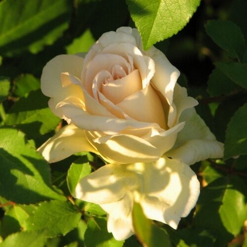 роза Anna Olivier Bermuda Mystery Rose