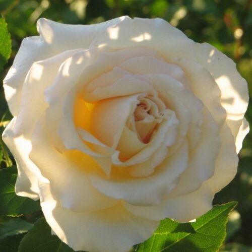 роза Anna Olivier Bermuda Mystery Rose