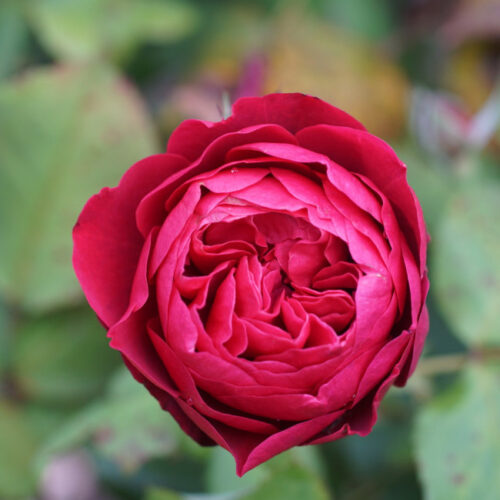 роза Bicentenaire De Guillot®