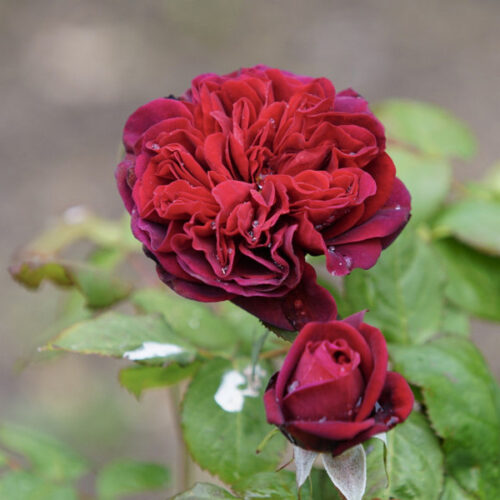 роза Bicentenaire De Guillot®