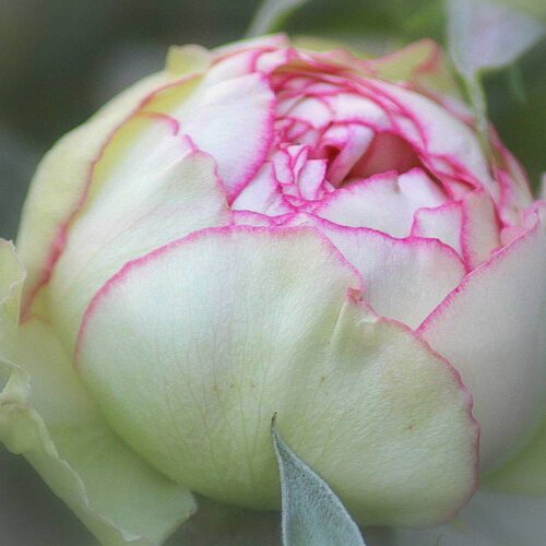 роза Biedermeier