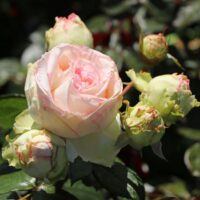 rose Biedermeier