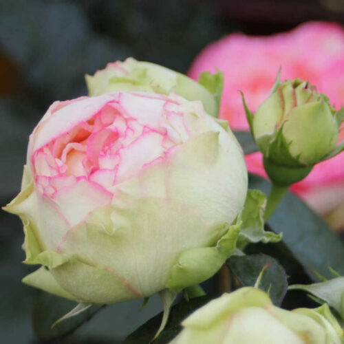 роза Biedermeier Garden