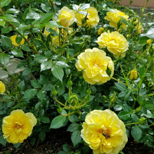 Роза Bienenweide Gelb