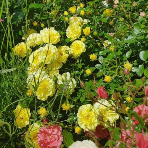 Роза Bienenweide Gelb