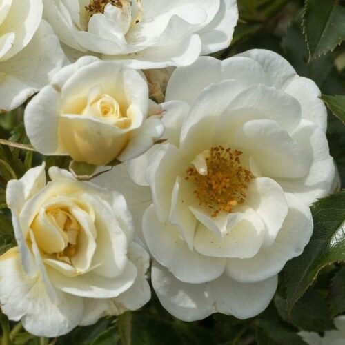 роза Bieneweide Ivory