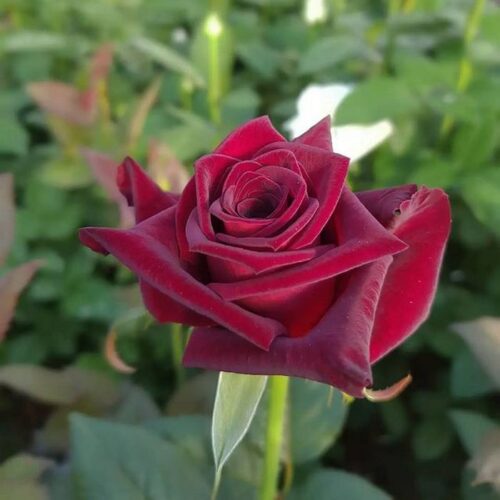 роза Black BACCARA