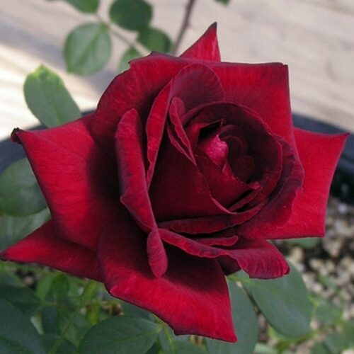 роза Black Beauty