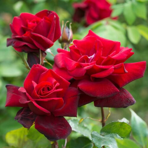 роза Black Beauty