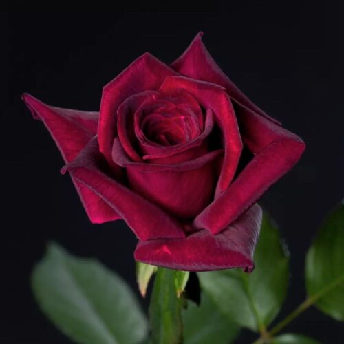 роза Black Perfumella