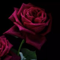 роза Black Perfumella