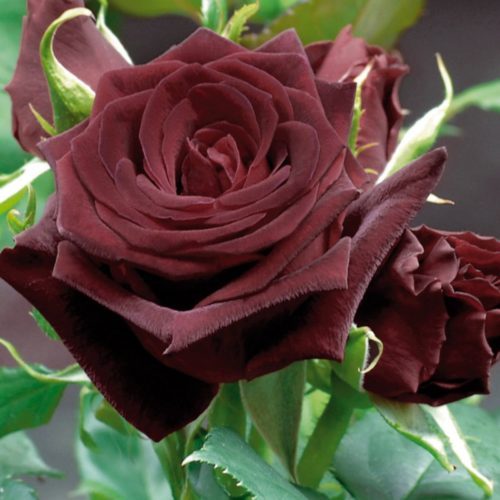 Роза Black BACCARA