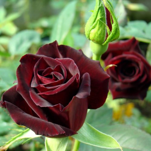 Роза Black BACCARA