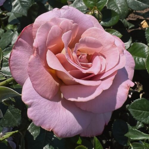 роза Blue Girl rose