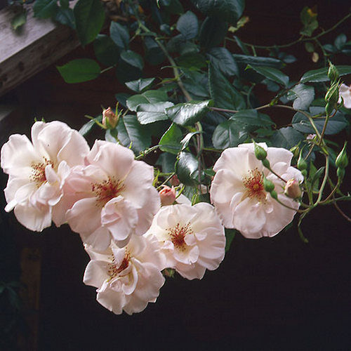 Плетистая роза Болеро
