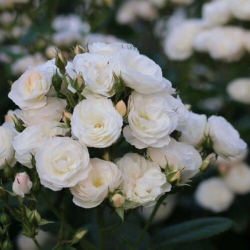 rosa Bouquet Parfait