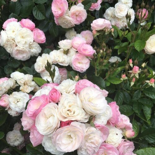 rosa Bouquet Parfait