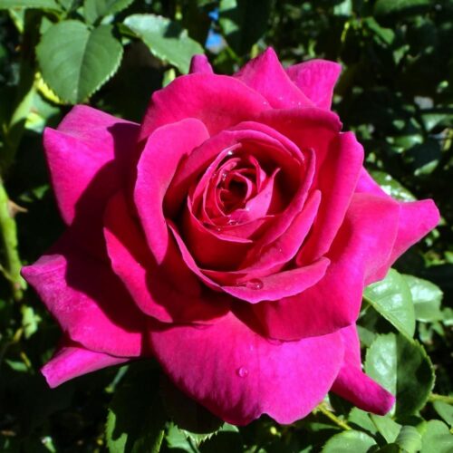 Бриндабелла Пурпурный Принц роза