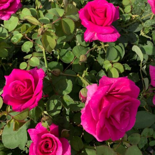 Бриндабелла Пурпурный Принц роза