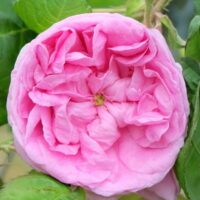 Роза Bullata