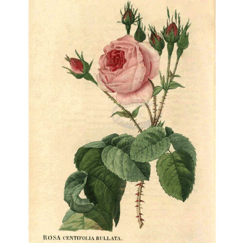 Роза Bullata