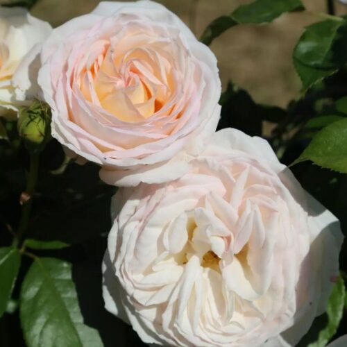 rose Camille Claudel