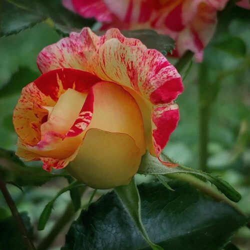 роза Camille Pissarro