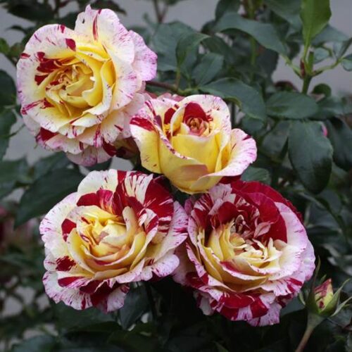 роза Camille Pissarro
