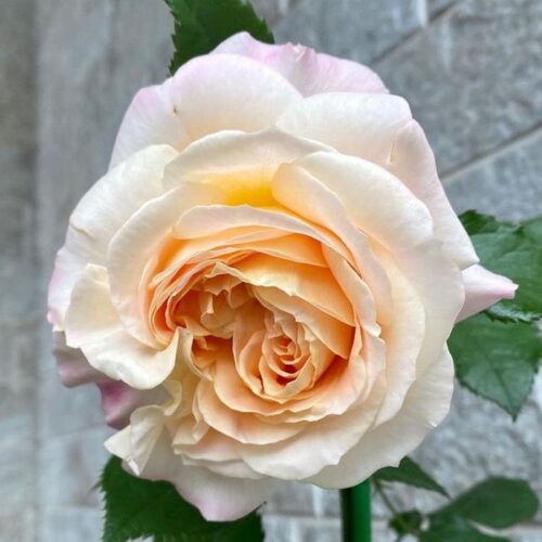 Campanella rose jp