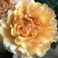 Campanella Peach rose